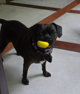 Kimber, a black dog